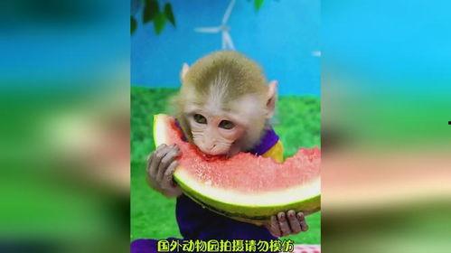 猴子吃瓜道具,趣味道具演绎欢乐食瓜记
