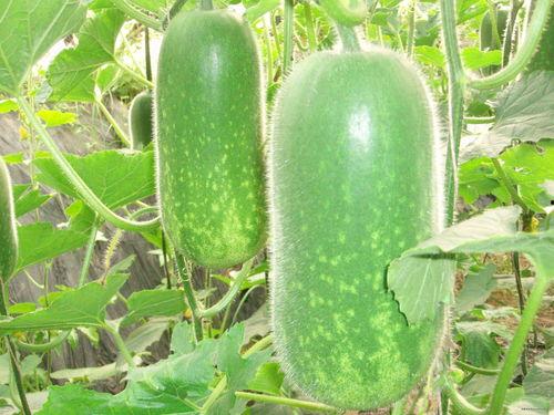 南北吃瓜视频大全