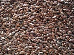 岑岑吃瓜omega,揭秘网络红人的魅力与争议