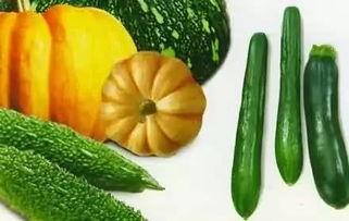 带丝的瓜是什么瓜怎么吃,探索带丝瓜的独特吃法