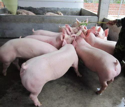 梦见用瓜喂猪吃,瓜果飘香，猪儿欢快的奇幻食旅