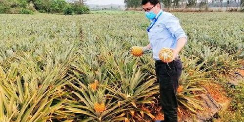 海南师范吃瓜,趣味横生的校园生活剪影