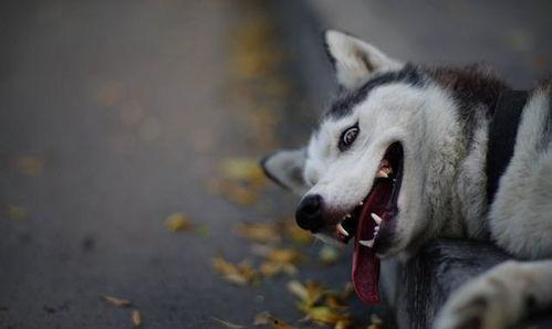 哈士奇偷瓜吃,狗狗版“偷吃记”