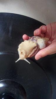 蜗牛吃四瓜,探寻自然界的奇妙食趣