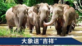 学大象吃瓜,揭秘学大象如何享用瓜果时光