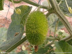 吃瓜的刺猬图片,趣味横生的自然瞬间