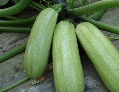 吃葫芦瓜多了好吗,葫芦瓜过量食用的影响与注意事项