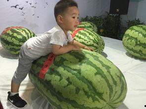 临汾吃瓜事件,一场网络舆论的风暴与反思