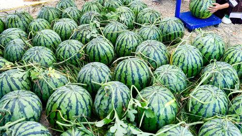 老外吃瓜视频大全,老外吃瓜视频大盘点