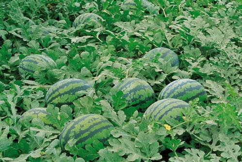 吃瓜q群苏州,揭秘吃瓜群众的欢乐盛宴