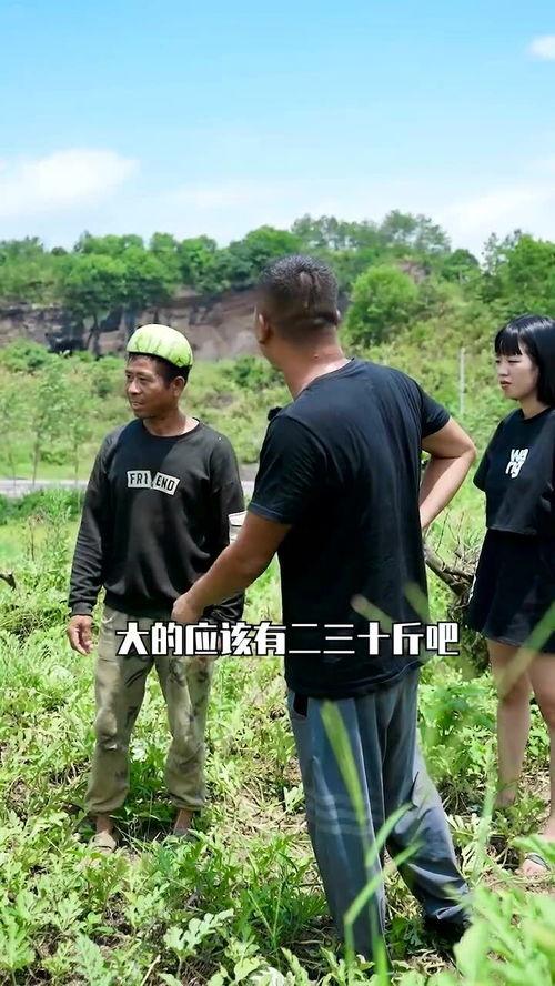 梦到田里摘瓜吃,田中摘瓜的奇幻体验