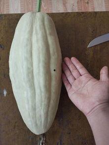 八叶瓜可以吃吗,揭秘其可食用之谜