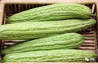 吃瓜苦中苦,品味人生百态