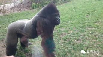 中国女孩猩猩吃瓜,揭秘网络红人吃瓜背后的故事