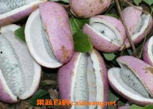 吃八月瓜过敏,美味背后的风险与应对