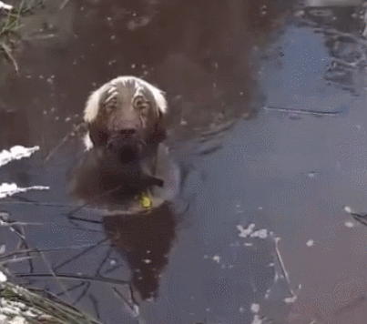 3条吃瓜狗,三只吃瓜狗的夏日奇遇记