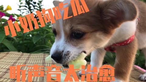 喂狗吃瓜图,喂狗吃瓜图鉴