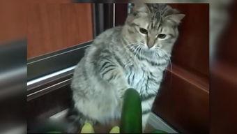 黄瓜猫吃瓜视频,萌态十足，带你领略猫咪的趣味生活