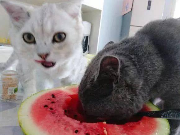 相扑猫吃瓜视频,萌宠版“摔跤”盛宴