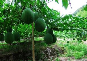 吊瓜图片怎么吃,吊瓜图片教你轻松解锁美味新食法