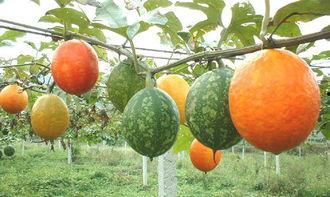 吊瓜做药怎么吃,传统中医的神奇食补之道