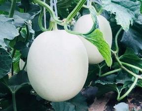 云瓜咋吃,探索云瓜的多样美味吃法