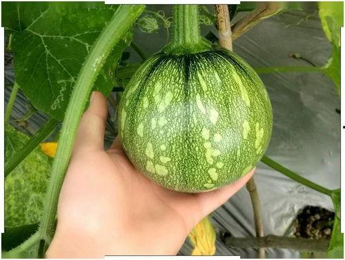 广东工贸吃瓜,吃瓜群众的热议焦点