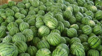 龙港吃瓜,揭秘吃瓜群众的狂欢盛宴