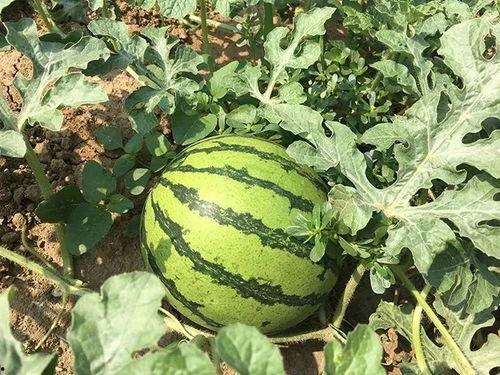 明仔吃瓜,揭秘娱乐圈幕后故事