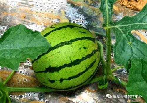 临夏吃瓜,探寻临夏特色美食之旅