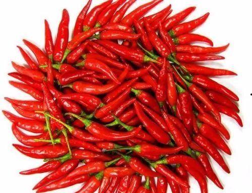 吃瓜博主辣椒,揭秘吃瓜博主辣椒的独特魅力