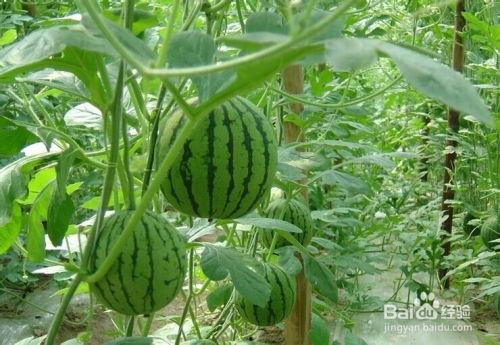 南阳卧龙吃瓜事件,一场网络热议的幕后真相揭秘