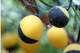 牛奶吊瓜怎么吃